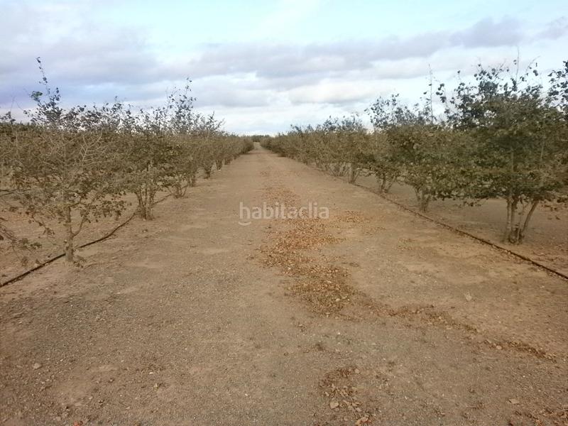 Foto 07fba325-608e-491c-8507-7439eb9d1efd. Finca rústica a Castellvell del Camp