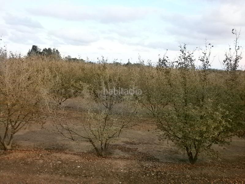 Foto afd1cedf-50f6-486d-a660-1524803aba24. Finca rústica a Castellvell del Camp