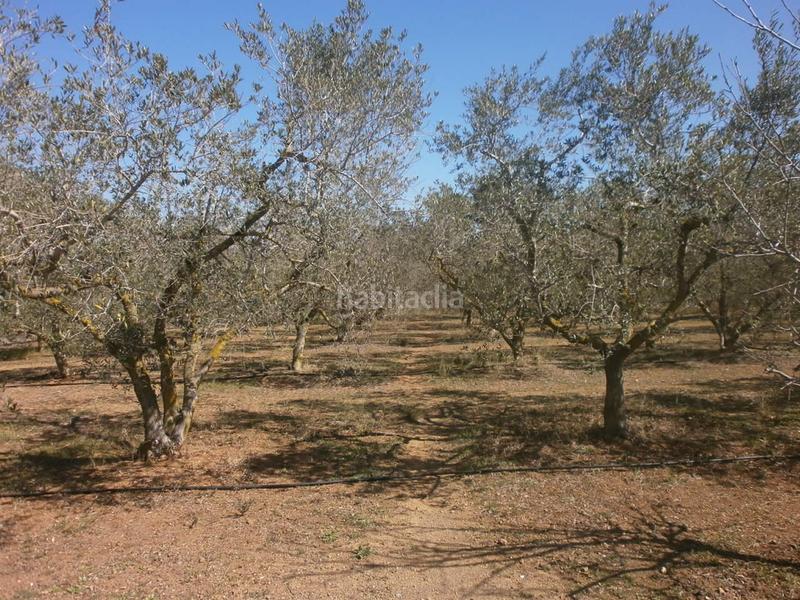 Foto c316b0f2-31e4-4973-aae8-a67ab81a542e. Finca rústica  con casa en Llevant Reus