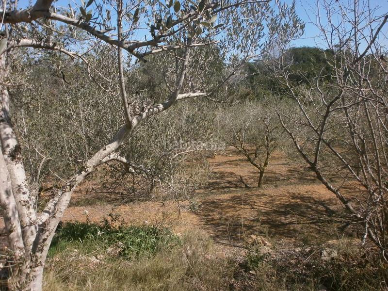 Foto ff5104d9-b665-44e5-b990-db7e38373ea0. Finca rústica  con casa en Llevant Reus