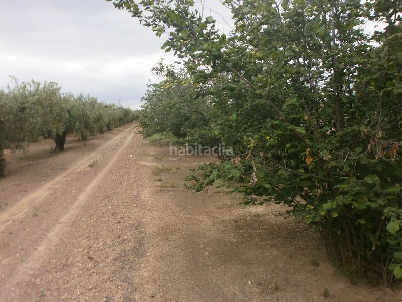 Foto b18118b2-6785-483d-bfd5-d845a11abc04. Finca rústica a Selva del Camp (La)