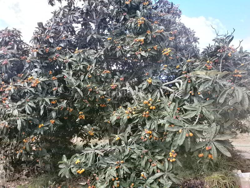 Foto 7df7a94c-2db0-43ce-aa41-d12566d67ec1. Finca rústica en Selva del Camp (La)