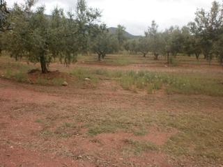 Rural plot  Avinguda de reus