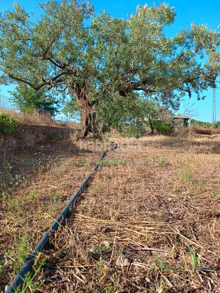 Foto 8cb6d5b4-3679-43c6-9daf-0fee9a9fb1b0. Finca rústica en carretera de reus 88 en Alcover