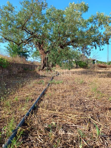 Foto 8cb6d5b4-3679-43c6-9daf-0fee9a9fb1b0. Finca rústica a n/a a Alcover