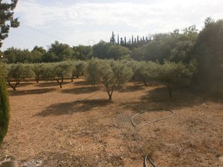 Finca rústica  Carrer major