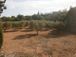 Rural plot  Vial camino