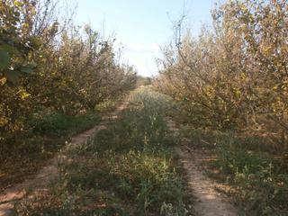 Rural plot in Rourell (El)