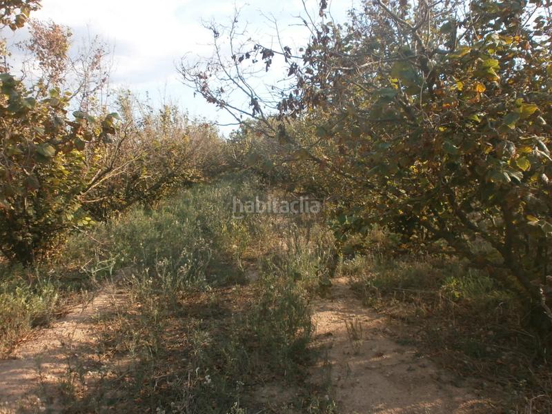 Foto 8d5080b2-6171-43ed-b33e-8d104157c0c8. Rural plot in Rourell (El)
