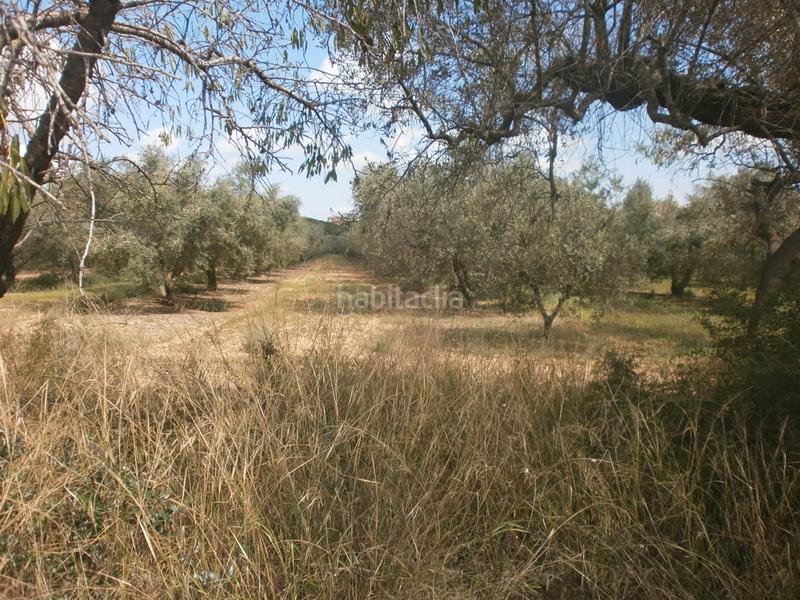 Foto 48d2b56d-c337-4c04-9ae4-495eb7d24b20. Finca rústica a Constantí