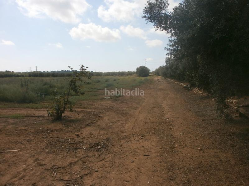 Foto 49932e68-b50d-4d3e-99c0-1c86cd545cf5. Finca rústica a Constantí