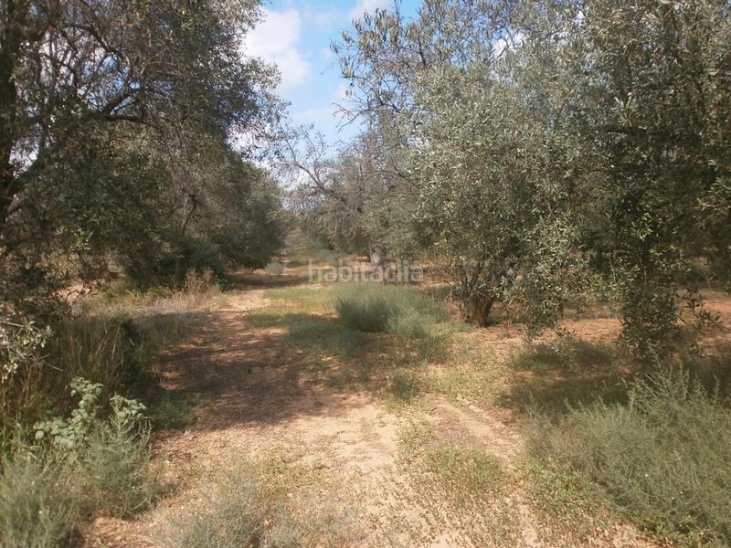 Foto 698f20ea-aeb8-4564-93bf-ae3ee8d5d8a0. Finca rústica a Constantí