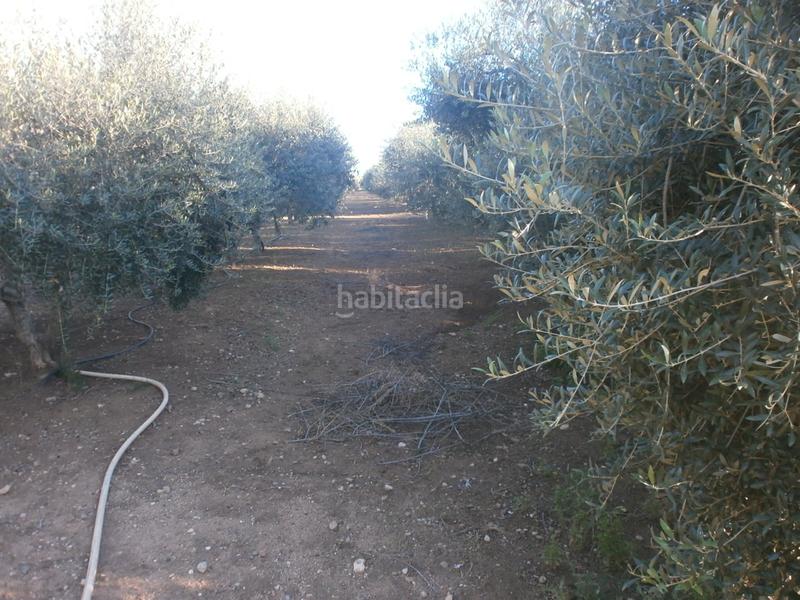 Foto 0d2b09c3-074b-442f-8878-d5af8cdcb0cc. Finca rústica a Ponent Reus