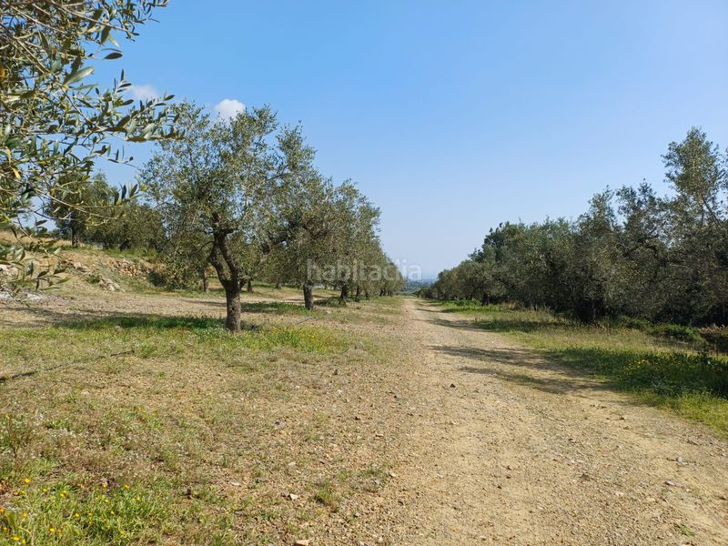 Foto 08c63094-3195-4f7a-aa31-d1a09b8222fc. Finca rústica a Riudecanyes