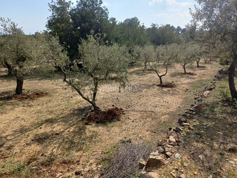 Foto 10610368-748c-4b1f-89dd-88278af2f3e6. Finca rústica a Riudecanyes