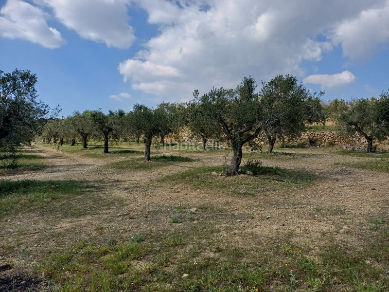 Foto 15564be8-2ede-473d-88f5-29bef2e50978. Finca rústica a Riudecanyes