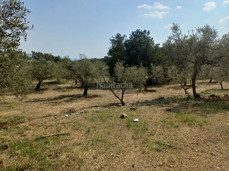 Foto a79ed197-2e39-4c90-b5e7-f2584efec152. Finca rústica a Riudecanyes