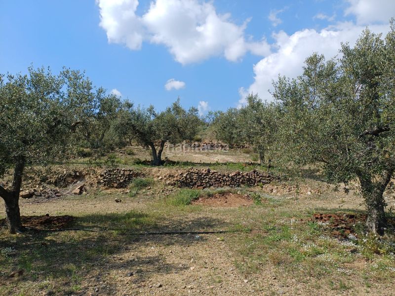 Foto f246adec-77f6-49ff-9937-772711696954. Finca rústica a Riudecanyes