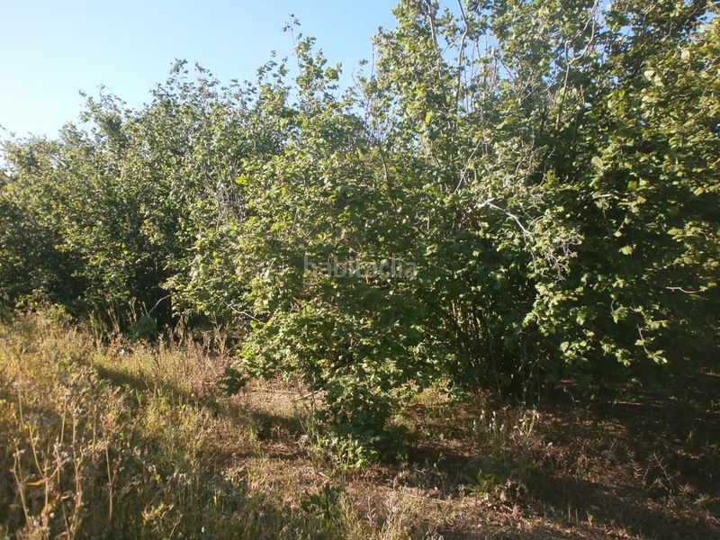 Foto 863a2c2d-6860-470f-8af3-61e2d9a3d9f6. Finca rústica a carretera de reus 88 a Alcover