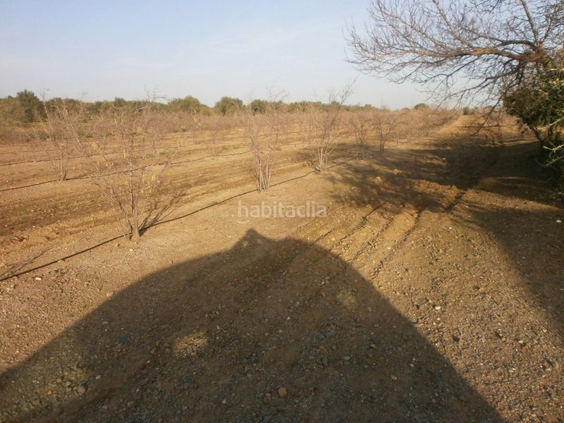 Foto 7a266234-2ca7-49ac-a4bc-d07732d837bc. Finca rústica a Castellvell del Camp