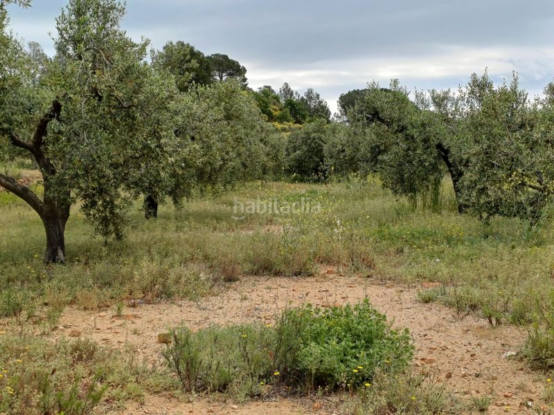 Foto 24c8cd99-801d-4a0d-bc80-bc34fa84bbbb. Finca rústica a Riudecanyes