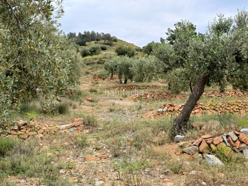 Foto d94abba5-5050-48d7-9054-6aafe240910a. Finca rústica a Riudecanyes