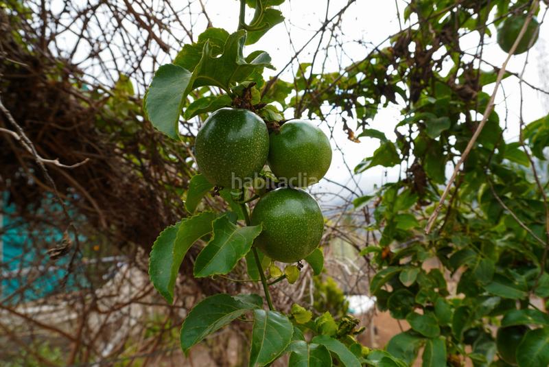 Foto 199bf2e3-1b26-49ef-85a8-4f03b7407def. Casale con camino parcheggio in Valsequillo de Gran Canaria