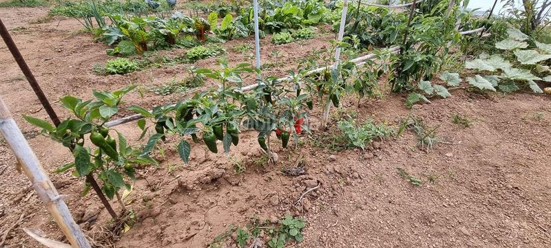 Foto 05f65811-3272-4c85-852e-2330ef7d0484. Finca rústica en San Juan de la Rambla