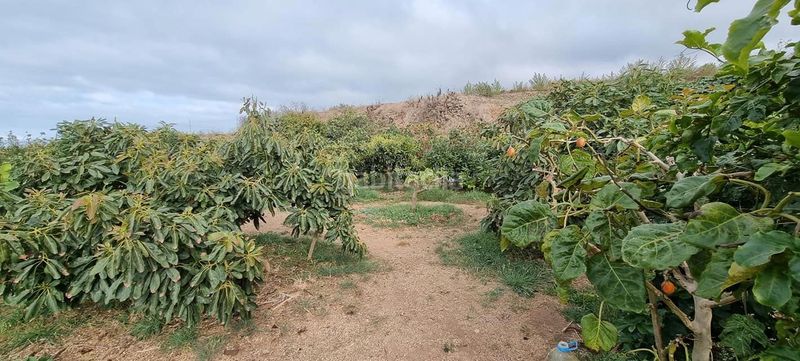 Foto 51b8ae6d-c02f-4002-99bd-d031ccbe24ac. Finca rústica en San Juan de la Rambla