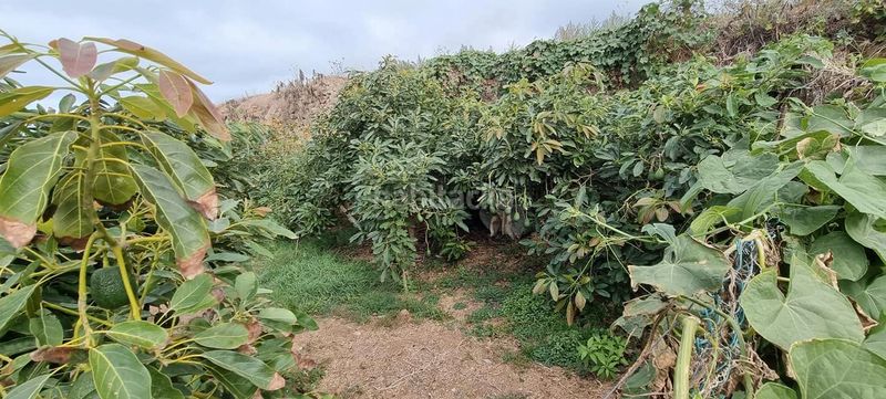Foto 5b6548e9-c467-4780-9afc-a7c43ed58776. Finca rústica en San Juan de la Rambla