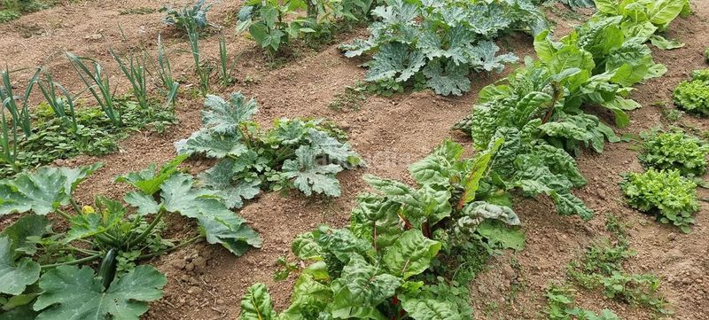Foto a9a1086e-c585-486e-94f4-5a50985d6561. Finca rústica en San Juan de la Rambla