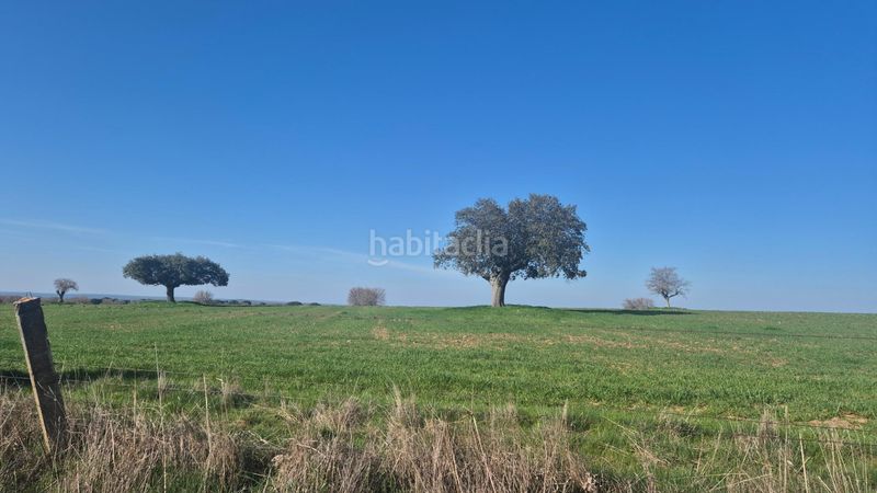 Foto 058df69a-2650-43e6-86de-32e969bc26ee. Finca rústica a Carrascal del Obispo
