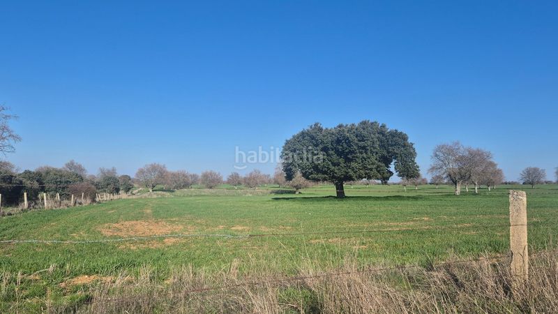 Foto 0f82a5c6-c881-4c0b-9852-40cdefc31f7c. Finca rústica a Carrascal del Obispo