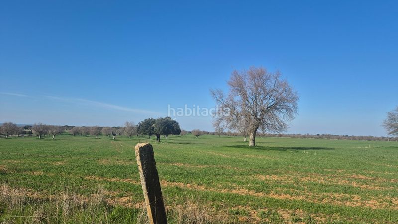 Foto 118b8b14-2471-4d0f-8470-7b51d1c74735. Finca rústica a Carrascal del Obispo