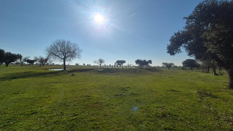 Foto 1293e683-e48d-431c-a15a-a4b093366fb8. Finca rústica a Carrascal del Obispo