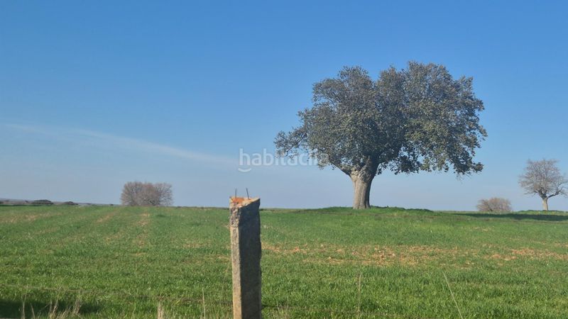 Foto 3937f179-e320-4b52-94f9-93240d734d5a. Finca rústica a Carrascal del Obispo