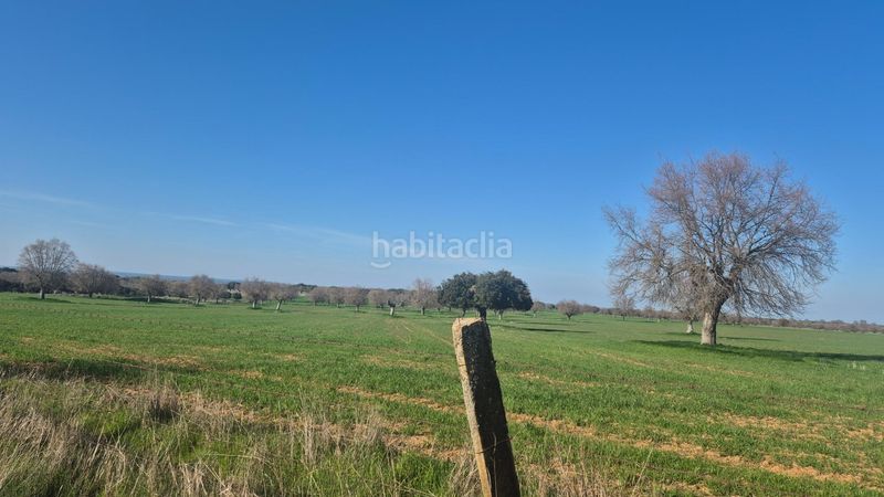 Foto 7a9f93c3-c32a-43b6-9020-ae7e808cf772. Finca rústica a Carrascal del Obispo