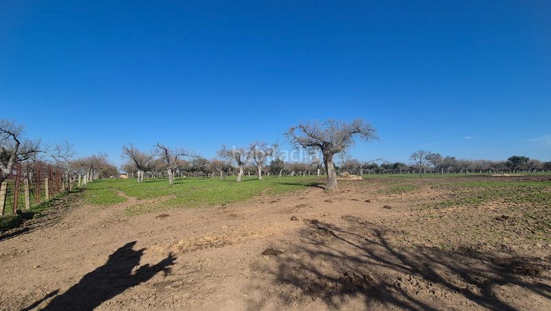 Foto 988cb262-b6f2-4599-8f42-ee3e5d0d18eb. Finca rústica a Carrascal del Obispo