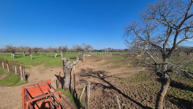 Foto a98541f3-3114-4ea9-8d4a-dc0ec9872f5a. Finca rústica a Carrascal del Obispo