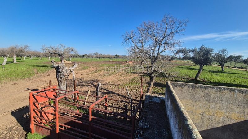 Foto b0dc68da-4af8-4b52-af53-89601bb00bef. Finca rústica a Carrascal del Obispo