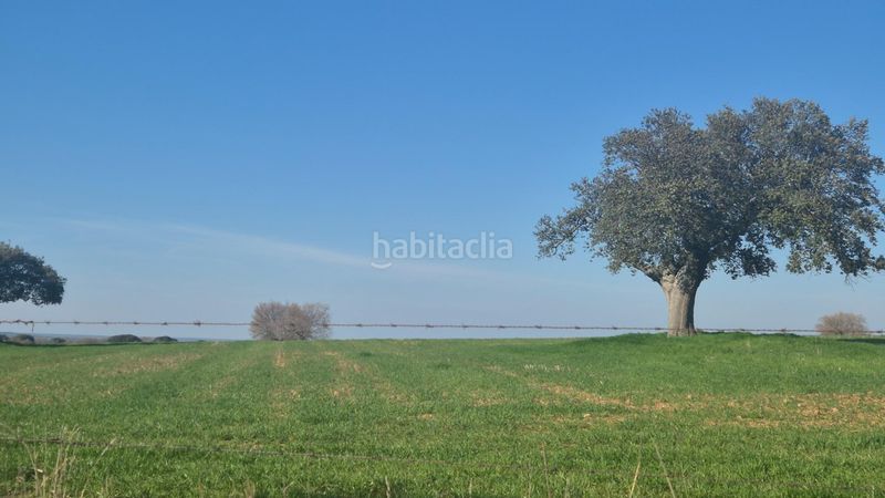 Foto c443dbd9-61e2-4f8d-8028-6ada210a427d. Finca rústica a Carrascal del Obispo