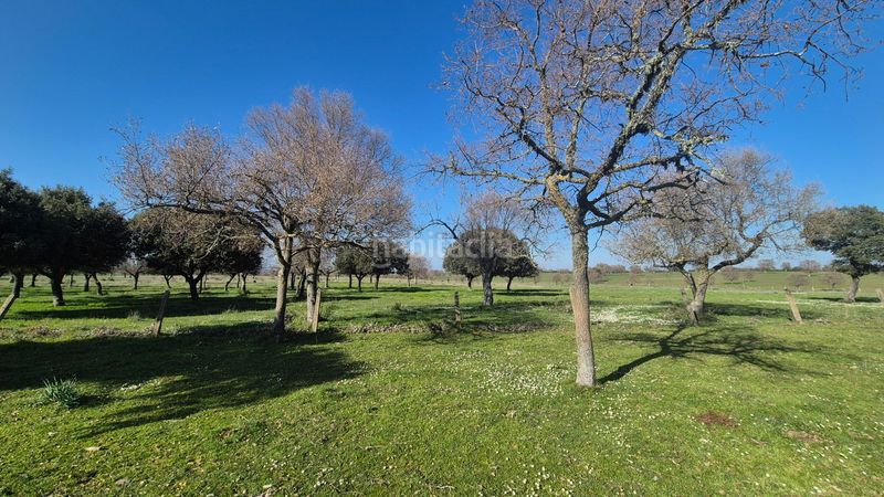 Foto cbaad66d-461c-4654-a3e9-32a27ef88f31. Finca rústica a Carrascal del Obispo
