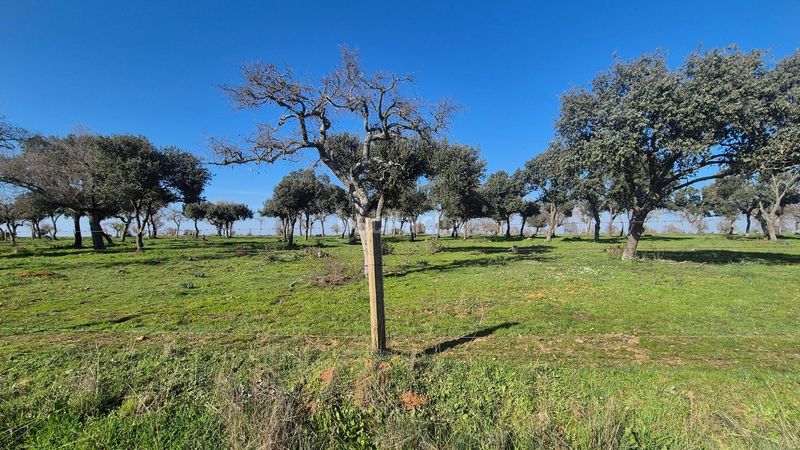 Foto d579c410-0a4f-46f5-a565-f464d828ca87. Finca rústica a Carrascal del Obispo