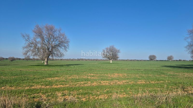 Foto dd7ad5cf-0572-4de4-82f2-343111546e4e. Finca rústica a Carrascal del Obispo