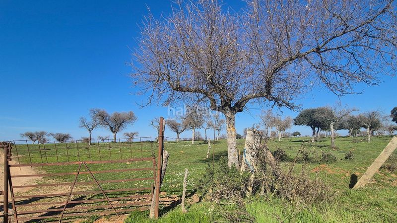 Foto dd844fa4-36da-4b1b-a65b-3a580d18f59b. Finca rústica a Carrascal del Obispo
