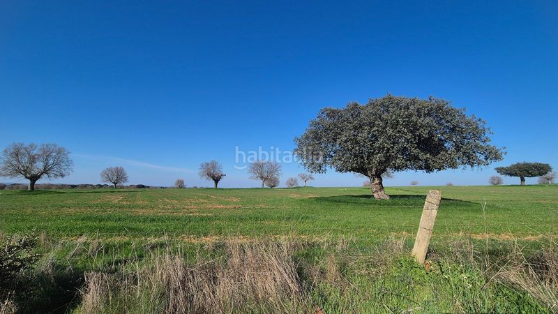 Foto e7b4b564-f465-4b71-b1cf-3649a537297f. Finca rústica a Carrascal del Obispo