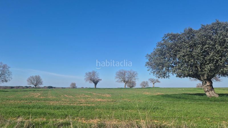 Foto ec99efc4-ac0f-4940-a4ad-ac783079b5ca. Finca rústica a Carrascal del Obispo