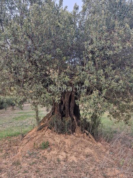 Foto 1a1b1bac-11c9-4372-bdec-73f30b8bdfa5. Finca rústica a Borges Blanques (Les)