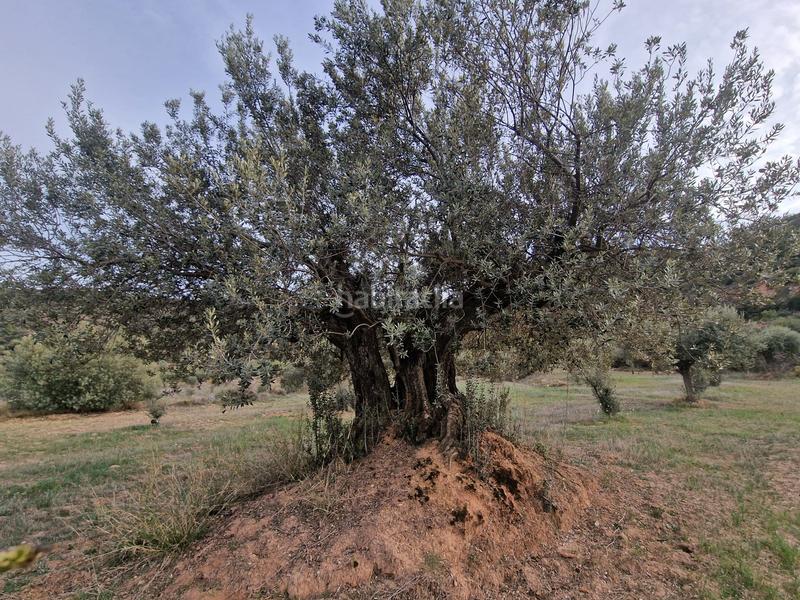 Foto 267b19c7-e1e3-4880-9da4-29429a3de38a. Finca rústica a Borges Blanques (Les)