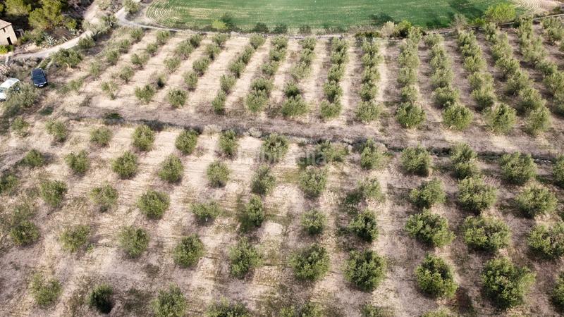 Foto 785bf325-7c1a-4d80-acbd-0c9b18c8a8a7. Finca rústica a Borges Blanques (Les)